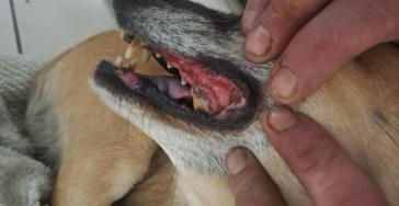 teeth problem