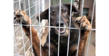 Spenden für Tierschutz/Tötungsstationen