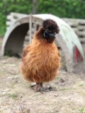 img 0943