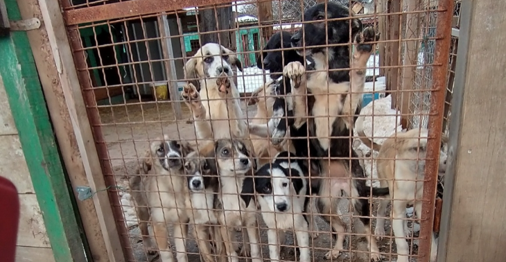 Rescue hondenopvang Beti Shej Noord-Macedonië