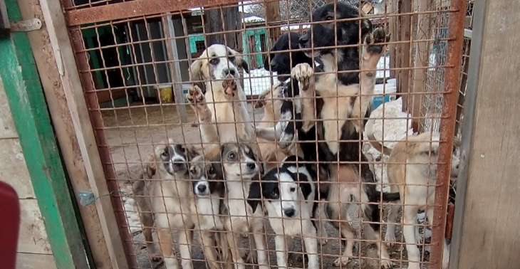 Rescue hondenopvang Beti Shej Noord-MacedoniÃ«