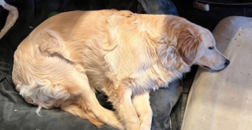 S.O.S Graag Uw hulp om onze lieve Simba te verlossen van haar ernstige pijn