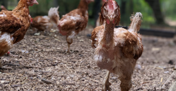 Medical support for chicken sanctuary