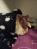 gekwetste kip
