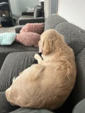 kuba op schoot