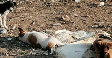 Terrein voor zwerfhonden