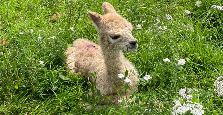 Steunactie operatie tumor babyalpaca Atiq