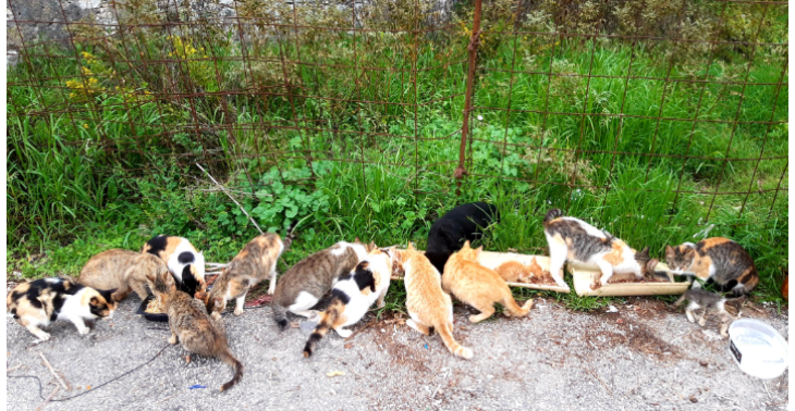 Support the fast-growing cat sanctuary Cemetery Cats on Corfu