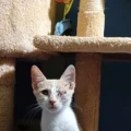 poes 1