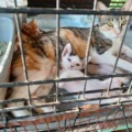 poes 2
