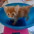 poes 3