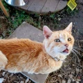 poes 4