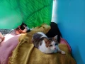 poes 5