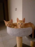 poes 8