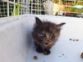 poes 9
