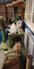 pixie and fifi