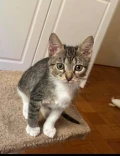 mouse