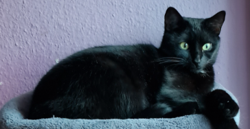 Sterilisieren meiner Katze