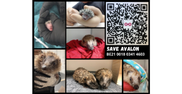 Help Egel Hulpcentrum Avalon