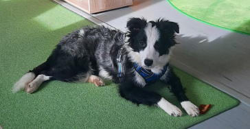 Therapiehund Ausbildung