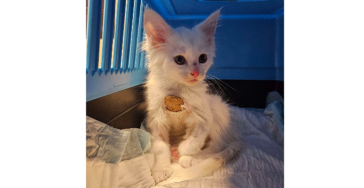 Operatiekosten kitten Tofu