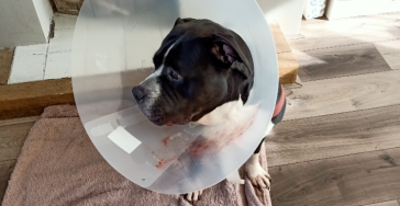 Onze zieke hond dushi