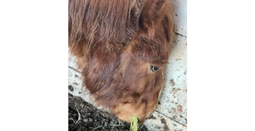 Lucifer en Cookie verwaarloosde pony’s