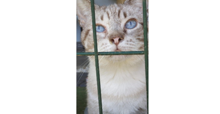 SANTUARIO LOS GATITOS DE NÍA