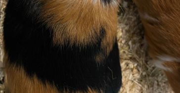 Spenden für mein krankes Meerschweinchen