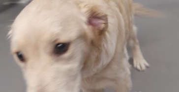 dringend help deze 2 honden