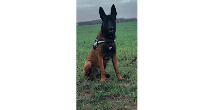 Steun actie dierenasielen