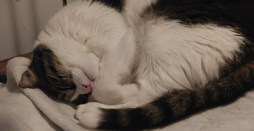 Hulp voor lizzy