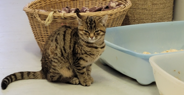 Ein Herz für Tiere im Tierheim