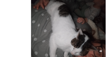 Naomi meine Katze ist sehr krank