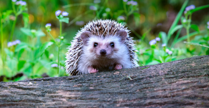 Egel opvang / hedgehog shelter