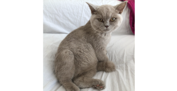 Help onze Joey tegen FIP