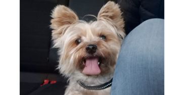 Help lieve Matcho! 🍀
