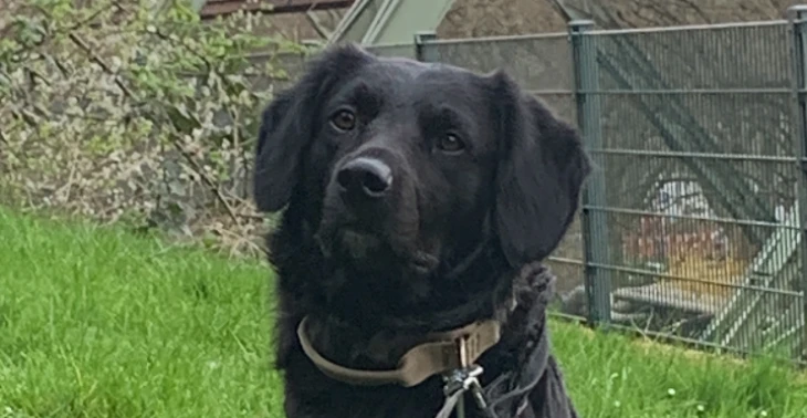 Help an artist help dogs and himself