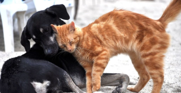 Saving Animals Since 75 Years