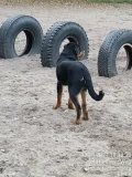 463