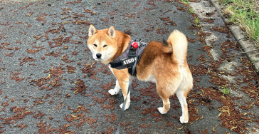 Dierenartskosten operatie Aiko