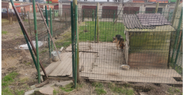 Help de Dieren in Oekraïne!