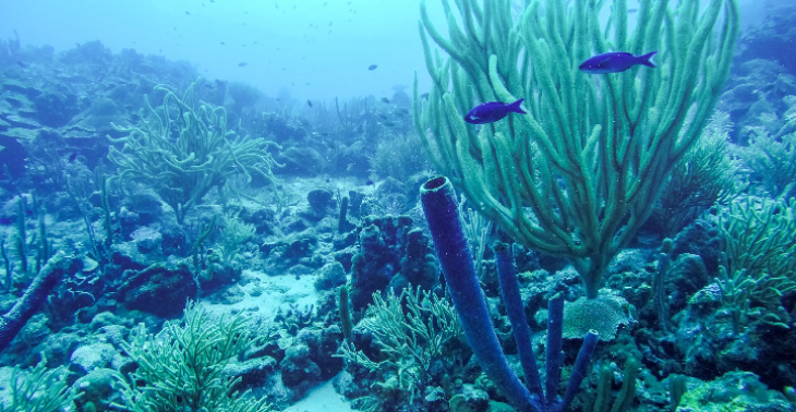 Reef Resurgence Team Curacao