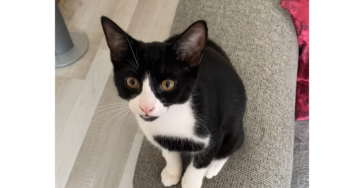 Simba Onze Dochter Der Kat