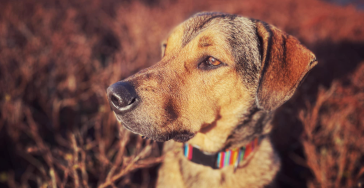 Merijn, soulmate therapiehond, vriend van iedereen heeft een operatie nodig