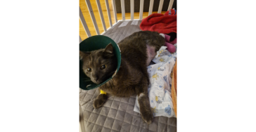Op für Balou nach Unfall