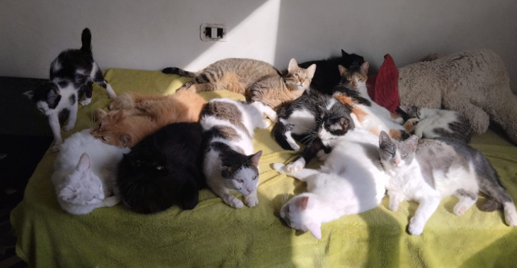 Deine Hilfe für Tiere in Not