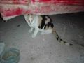 img 0924