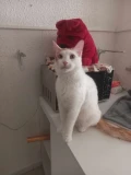 img 0938