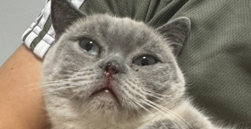 Feline Leukämie, wir bitten um eure Hilfe